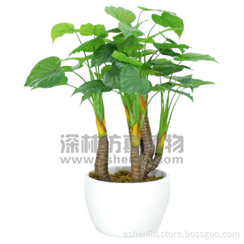 Decoration taro plant (emerald philodendvon)